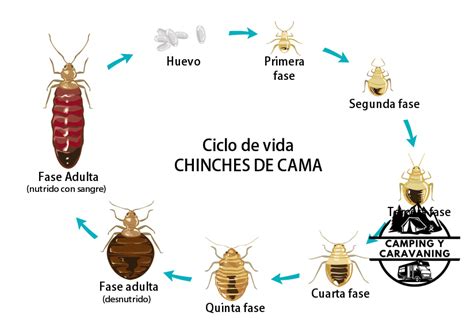 Consejos Para Evitar Picaduras De Insectos Durante El Camping