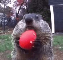 Groundhog Groundhog Eating GIF - Groundhog Groundhog Eating - Discover ...