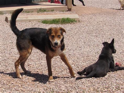 All Dogs Battle Mountain Humane Society