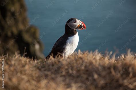 Puffin in Iceland Stock Photo | Adobe Stock