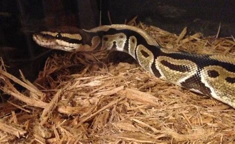 Best Ball Python Substrates For Your Pet To Avoid