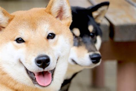 Shiba Inu Dog Breed Information And Characteristics