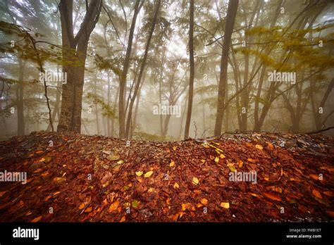 Foggy Halloween Forest with Beautiful Autumn Colors Stock Photo - Alamy