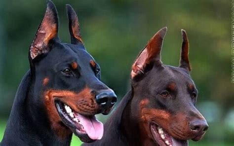 Ra As De Cachorros Bravos Mais Perigosas Do Mundo