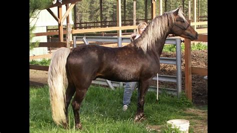 Silver Eagle At The Sunrise Ranch Youtube