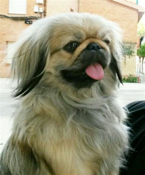 Happy 😃 Sable Pekingese Pekingese Puppies Pekingese Pekingese Dogs