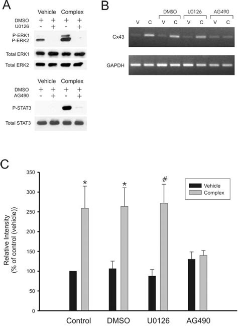 The Increase In Cx43 Protein Induced By Complex Is Mediated Through The