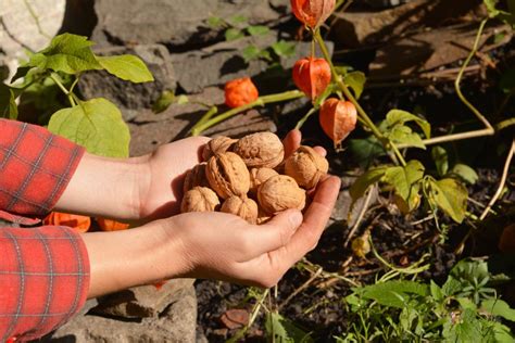 Скорлупа грецкого ореха как удобрение: способы ее применения - Со Вкусом