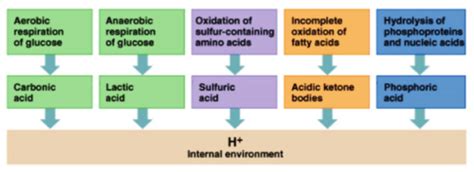 Acid Base Body Fluids Flashcards Quizlet