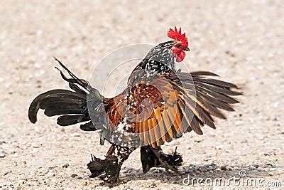 Partridge Cochin Rooster Royalty Free Stock Photo - Image: 34876165