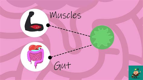 Action Of Alcohol On Internal Organs Youtube