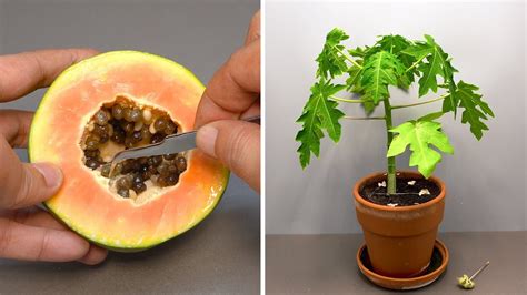 Grow Papaya Tree From Seed At Mike Yelton Blog