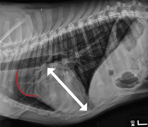 Thoracic Radiology In The Diagnosis Of Congenital Heart Disease In Dogs