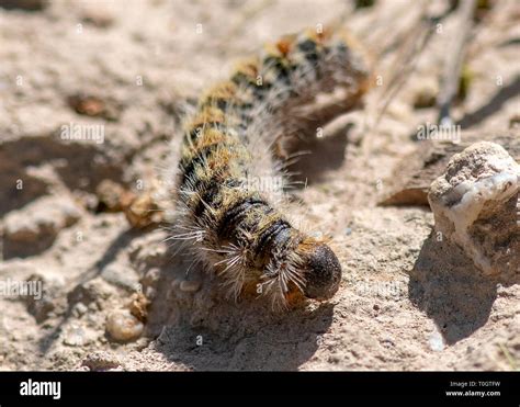 Oak Processionary Moth Caterpillar Hi Res Stock Photography And Images