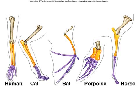 Vestigial Structures Definition Biology Slideshare