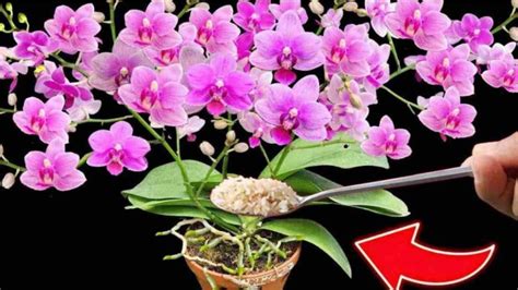 Wie man 100 Orchideen gleichzeitig zum Blühen bringt So etwas habe ich