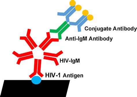 Enzyme Linked Immunosorbent Assay Elisa Method For Detecting Download Scientific Diagram