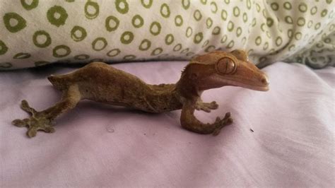 Crested Gecko Metabolic Bone Disease (MBD) | ReptiFiles