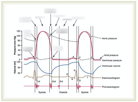 Wiggers Diagram Diagram Quizlet