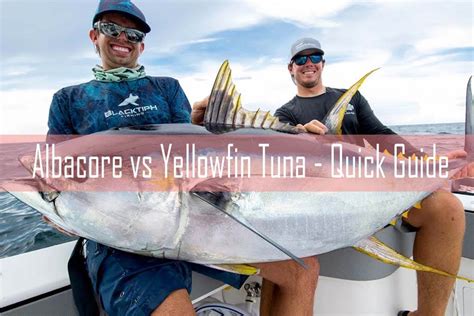 Albacore Vs Yellowfin Tuna Quick Guide Ouachitaouachitaadventures