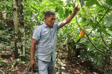 Los productores de cacao de Guatemala mejoran sus técnicas para un