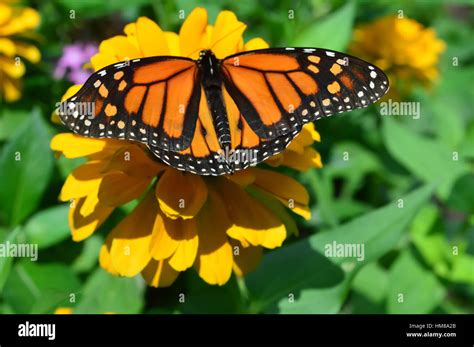 Monarch Butterfly On The Sunflower This Photo Was Taken At Botanical Garden In Illinois Stock