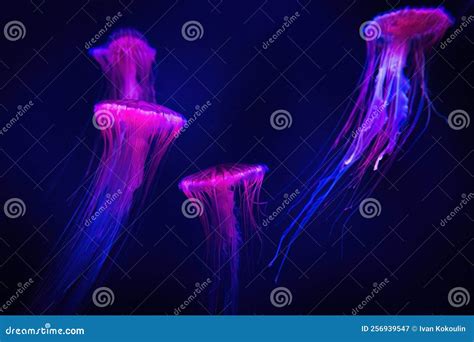 Beautiful Illuminated Jellyfish In Dark Water Close Up Stock Image