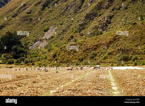 Maize Harvest Peru Stock Photo Alamy