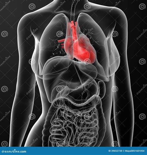 3d Render Female Anatomy Heart Stock Illustration Image 39652738