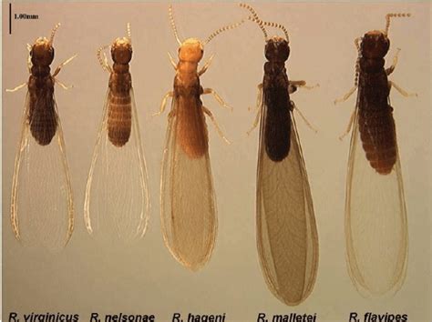 Termite Size Chart