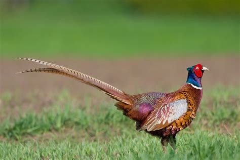 Details About 12 Chinese Ringneck Pheasants Hatching Eggs Read More