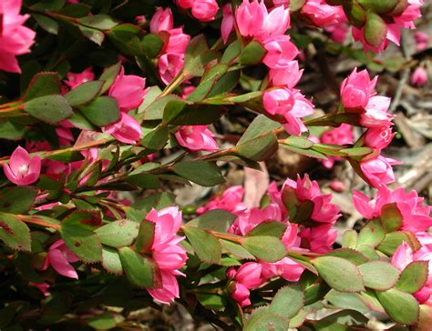 Flower Gallery :: Boronia :: AAAA4631