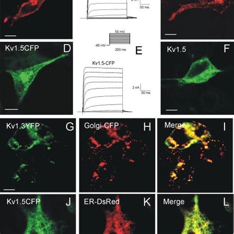 Kv Yfp And Kv Cfp Have Distinct Cellular Distributions Hek Cells