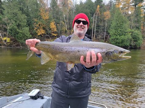 Atlantic Salmon On The Au Sable Streamside Au Sable River Fly