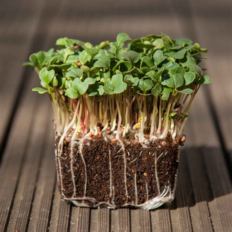 Radish Daikon Microgreens Sprouting Seeds