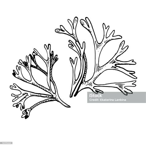 Sea Plant Ink Hand Drawn Illustration Isolated On White Background