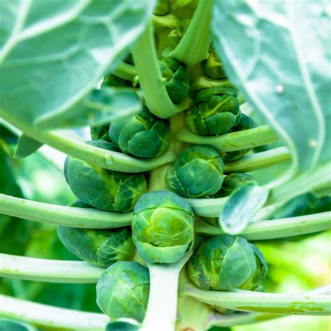 Semillas De Col De Bruselas Coles Brassica Gemmifera Oleracea