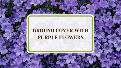 19 Ground Cover With Purple Flowers: Brighten Your Outdoors - Plant America