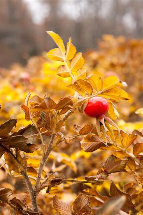 Free Images Nature Branch Blossom Sunlight Leaf Flower Petal