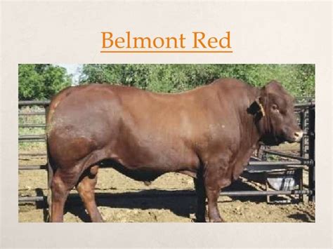 Australian Beef Cattle Breeds