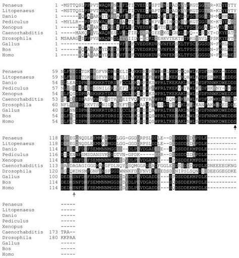 Multiple Sequence Alignments Of P Monodon Pges3 Protein And Their