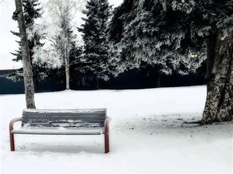 Bikini Babes la tendencia de café en Alaska con chicas baristas en bikini