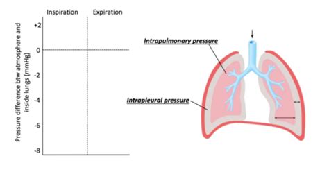 OBJECTIVE #4: compare the intrapulmonary and intrapleuaral pressures ...