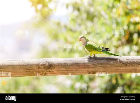 Green Monk Parakeet Myiopsitta Monachus Parrot In Barcelona Stock Photo