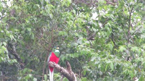 Narina Trogon Calling St Lucia South Africa YouTube