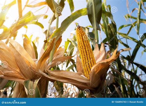 Ripe Corn On The Cob In A Field Stock Image Image Of Grow Harvest