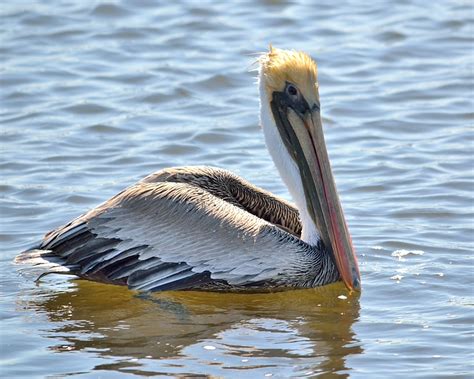 Brown Pelican Pelican State Birds Birds