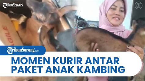 MOMEN KOCAK Kurir Antarkan Paket Seekor Anak Kambing Ngaku Hasil