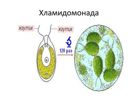 Строение семян. Систематика растений - презентация онлайн