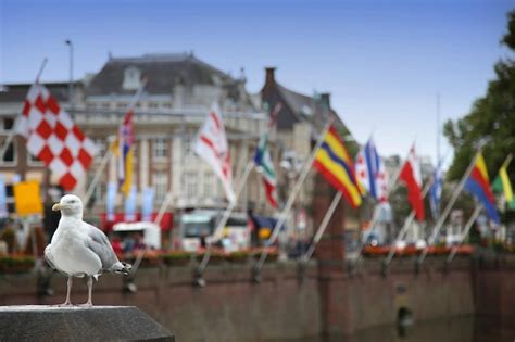 Premium Photo Seagull Standing On A Pillar Centre Of Hague At Lake